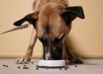 Beim Hundefutter sparen ohne Qualitätsverlust