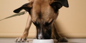 Beim Hundefutter sparen ohne Qualitätsverlust