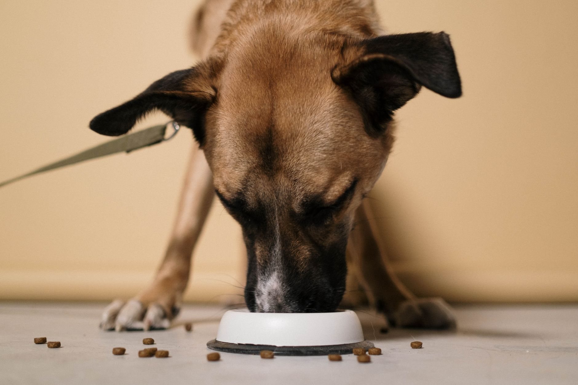 Beim Hundefutter sparen ohne Qualitätsverlust